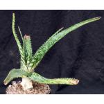 Aloe pruinosa one-gallon pots