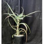Aloe rabaiensis 2-gallon pots