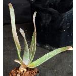 Aloe rapanarivoi 2-inch pots