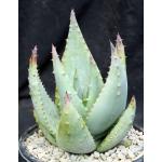 Aloe reitzii one-gallon pots
