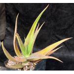 Aloe rendilliorum one-gallon pots