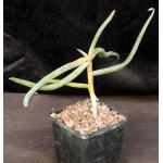 Aloe retrospeciens 5-inch pots