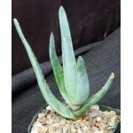 Aloe richaudii 5-inch pots