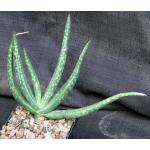 Aloe rigens 5-inch pots