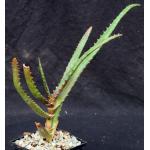 Aloe rupestris 5-inch pots