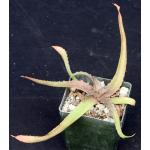 Aloe sakarahensis ssp. pallida 3-inch pots