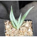 Aloe scabrifolia 4-inch pots