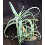 Aloe schelpei 3-gallon pots