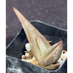 Aloe scobinifolia 2-inch pots