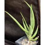 Aloe scobinifolia 5-inch pots