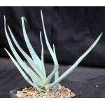 Aloe sereti (Cameroon) one-gallon pots