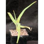Aloe sinana 5-inch pots
