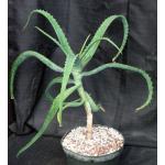 Aloe sinana 8-inch pots