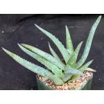 Aloe sinkatana (zub) 5-inch pots