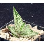Aloe somaliensis 2-inch pots