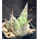 Aloe somaliensis var. marmorata 2-inch pots
