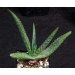 Aloe sp. (Baviaanskrantz, RSA) 5-inch pots