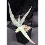 Aloe sp. (Brown-Powys 21) 5-inch pots