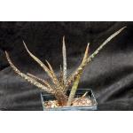 Aloe sp. (Msitu Wa Tembo, Tanzania) 5-inch pots