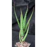 Aloe sp. (Msitu Wa Tembo, Tanzania) 5-inch pots