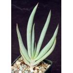 Aloe speciosa 4-inch pots