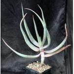 Aloe speciosa 5-inch pots
