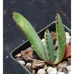 Aloe spectabilis 3-inch pots