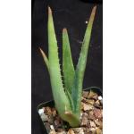 Aloe spicata 4-inch pots