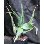 Aloe spicata one-gallon pots