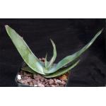 Aloe striata 4-inch pots