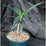 Aloe striatula 8-inch pots