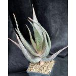 Aloe succotrina hybrid 5-inch pots
