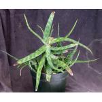 Aloe suffulta 8-inch pots