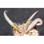 Aloe suprafoliata 2-inch pots