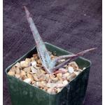 Aloe suprafoliata 4-inch pots