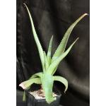 Aloe swynnertonii one-gallon pots