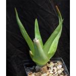 Aloe swynnertonii 5-inch pots