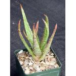 Aloe tegetiformis 4-inch pots