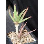 Aloe tegetiformis 5-inch pots