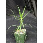 Aloe tenuoir 4-inch pots