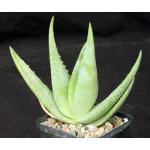 Aloe tomentosa 5-inch pots