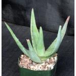 Aloe tomentosa 5-inch pots
