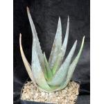 Aloe tomentosa one-gallon pots
