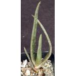 Aloe tongaensis 2-inch pots