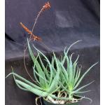 Aloe tororoana 10-inch pots