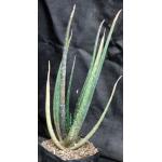 Aloe trichosantha ssp. longiflora one-gallon pots