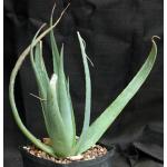 Aloe trigonantha one-gallon pots