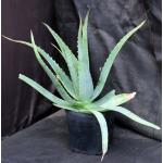 Aloe trigonantha one-gallon pots