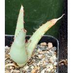 Aloe tulearensis 2-inch pots