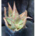 Aloe tweediae 5-inch pots